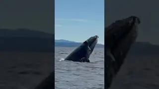 Whales Playing in Byron Bay! 🌊 #whalewatch #byronbay