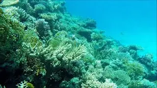 Diving in Egypt El Gouna-Hurghada spring 2019 red sea (with French UCPA)
