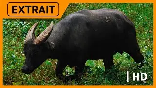 Le dernier Tamaraw | Arte - EXTRAIT