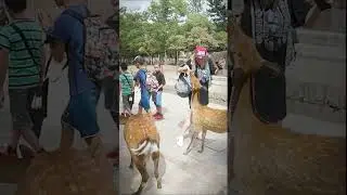 האיילים של נארה