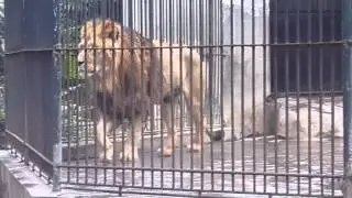 Зоопарк Гуанчжоу Китай