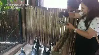 FEEDING PENGUINS || JURONG BIRD PARK || SINGAPORE #singapore #jurong #birdpark #penguin #show #birds