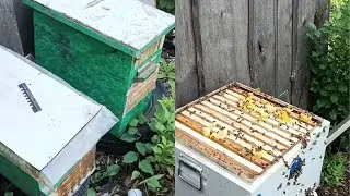 Объединение двух роёв