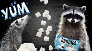 Opossum Just Wants His Marshmallows