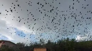 Video rallentatore- Uccelli di campagna: Volo stormo di storni in Sicilia.