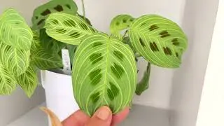 Plantes tour 🥰 opération vérification 🤓 grosse déception 🪴 😩 heureusement compensée par une joie 🍀😍