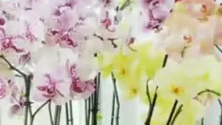 Mutiara Yang Hilang