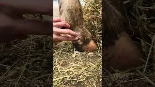 Копытце у КРС  