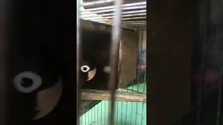 Binabantayan ng ibon yun itlog nya 🥚 🐦 