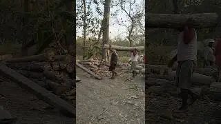 Load official teak wood in Indonesia 6 #woodworking #russia #america #korea #india #china