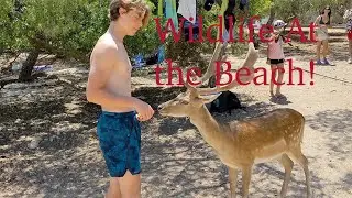 Meet the Wildlife of Moni Island, Greece