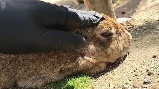 I petted the rabbit's head and it melted.