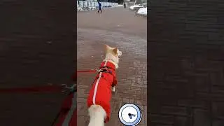 Собака гуляет в городе.