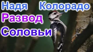 Надя Колорадо Развод. Соловьи