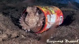 Ночные знакомства ОСЬМИНОГ