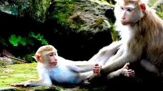 Pretty monkey visit baby and baby looks peaceful