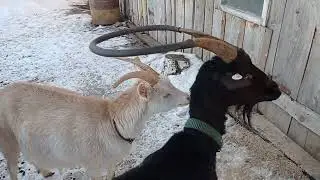 Новая коза в стаде, знакомтво...