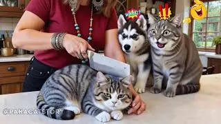 🍰🐈‍⬛The Most Overdramatic Cat and Dog Reactions to Cutting Cake Ever🤣| Funniest Cat Compilation