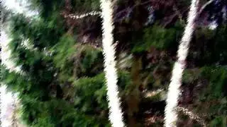 Animatronixx - Kristallwald (Ambient, Sound Collage)