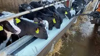 How to Feed Calves on a Dairy Farm | Dairy Cattle Nutrition and Feeding