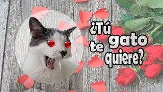 Cómo saber si tu gato te quiere - Parte 1