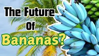 Bananas Are Going Extinct... Again
