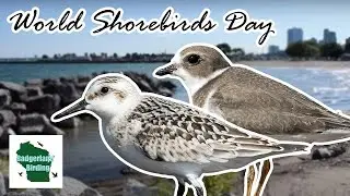 Finding Shorebirds on World Shorebirds Day!
