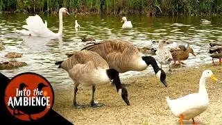 Nature Relaxation - Feeding Ducks Geese Swans on a Lake - All Natural Sound - 4K