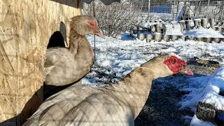 Немного зимы случается...Январский обход.
