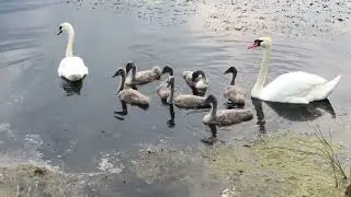 Лебединая семья.