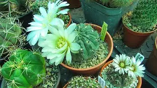 Gymnocalycium asterium v. paucispinum & Gymnocalycium chubutense Cacti in bloom & more