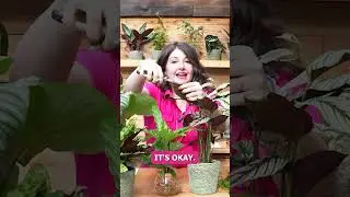Can you cut your calathea leaves?