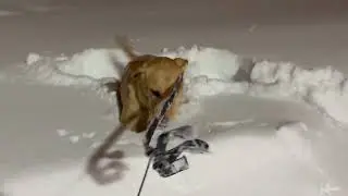 Snowdog (Bongcopter - Madman Psychosis (2025))
