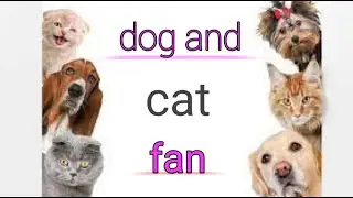 viral dog and cat video 2023