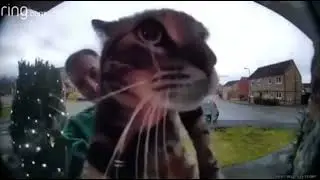 tiktok cat original video