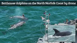 Bottlenose dolphins off North Norfolk, UK on 14.08.2023 filmed by drone for the first time ever...