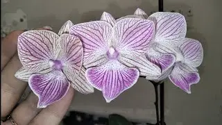 Орхидея  Phal. Miki Snow Cat 166. Первое домашнее цветение Мики Сноу Кет