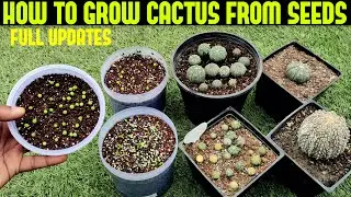 Grow Cactus From Seed|100% SUCCESS RATE