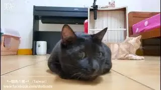 *~龍媽六寶~* 炭噹噹 之 好怕怕篇