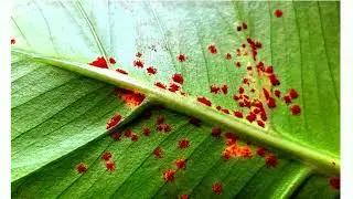 How to identify and treat rust disease on monstera plants. Easy guide for beginners. #monsteraPlants
