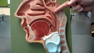 Upper Respiratory System 1