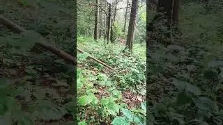 🌿🍄Тихая охота🍄🌿