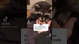 Cute Pet Compilation #answer #shesmybabyadifferentkindofraccoon #kitchic 49
