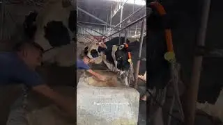 MOL SEMIRTIRISH SIRI #goat #cow #animals #automobile #farming