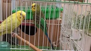 Singing birds - budgies singing - chant de perruche - perroquet - الطيور المغردة