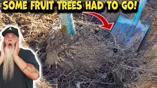 I give up! Removed some Fruit Trees from My Aussie Backyard Orchard.