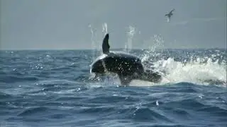 Maksim Mrvica - Chopin's Revolutionary Etude in C minor (Extended Edit) / BBC Earth - Dusky Dolphins