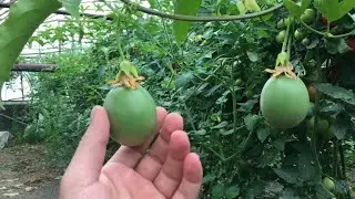 Çarkı Felek Meyvesi Pasi Flora (Passion Fruit)