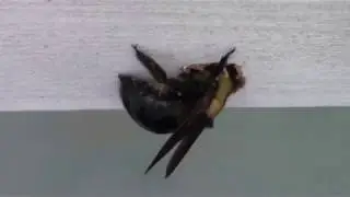 Carpenter bee digging a hole in my car port.