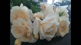 роз багато не буває #beautiful #рози #літо